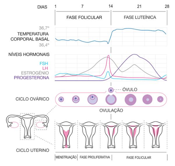 O Período Fértil é Antes Ou Depois Da Menstruação Medprev 2427