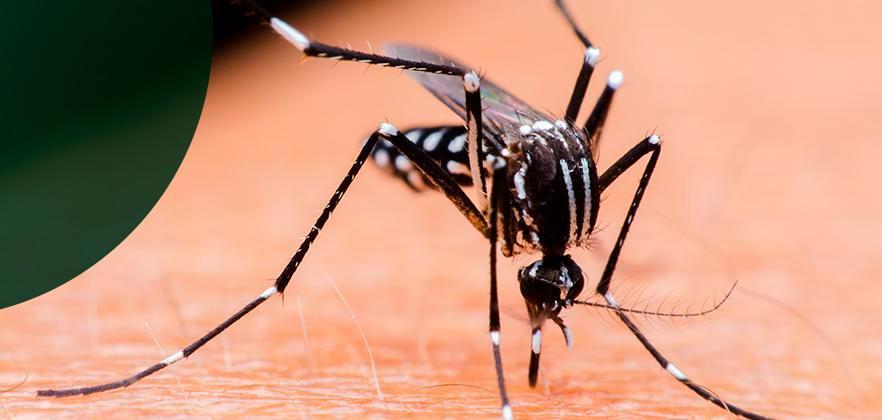 como-identificar-mosquito-aedes-aegypti-dengue.jpeg